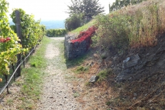 IMG-20210926-WA0223