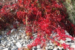 IMG-20210926-WA0224
